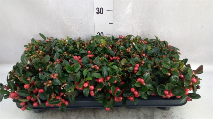 Gaultheria proc. 'Big Berry'