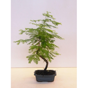 Metasequoia glyptostroboides 19cm shape, without drip tray