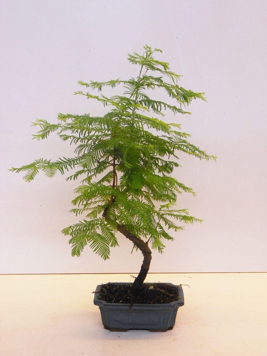 <h4>Metasequoia glyptostroboides 19cm shape, without drip tray</h4>