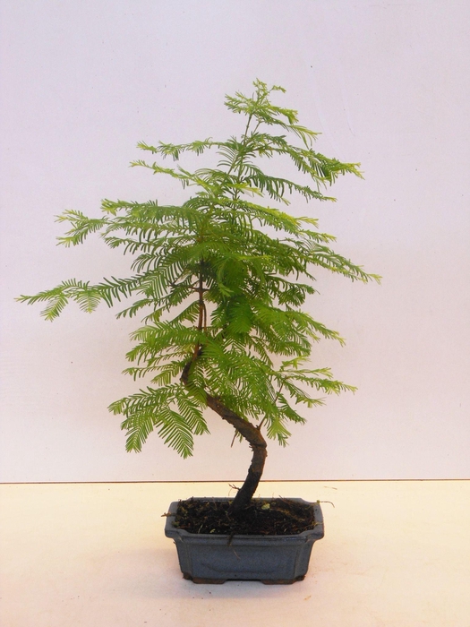 <h4>Metasequoia glyptostroboides 19cm shape, without drip tray</h4>