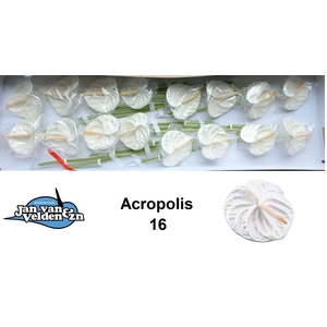 Anthurium Acropolis