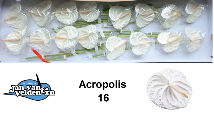 <h4>Anthurium Acropolis</h4>