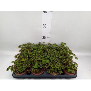 Oxalis deppei