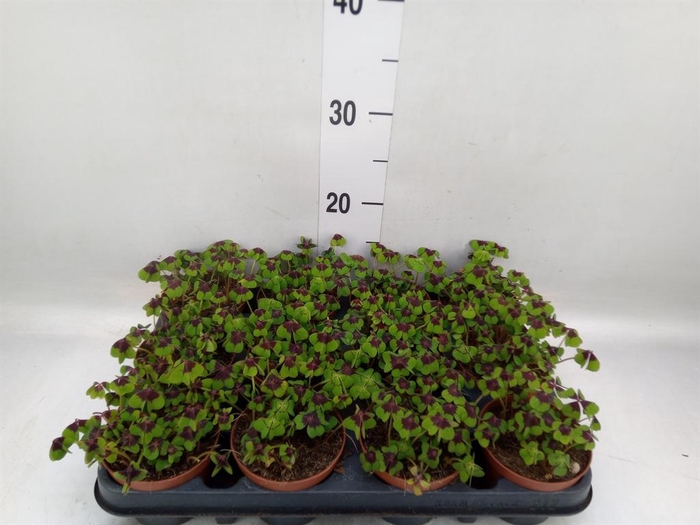 <h4>Oxalis deppei</h4>