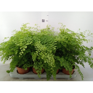 Adiantum raddi. 'Fragrans'