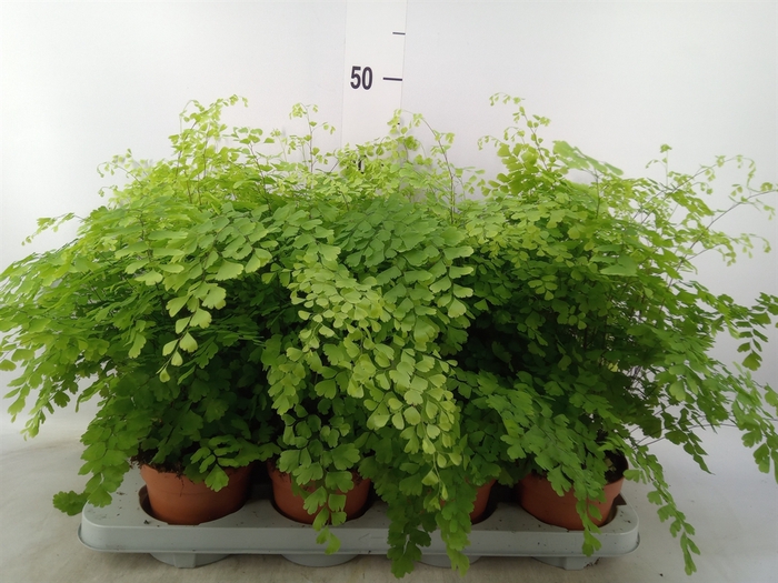 <h4>Adiantum raddi. 'Fragrans'</h4>