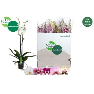 PHAL GEM 5 KL
