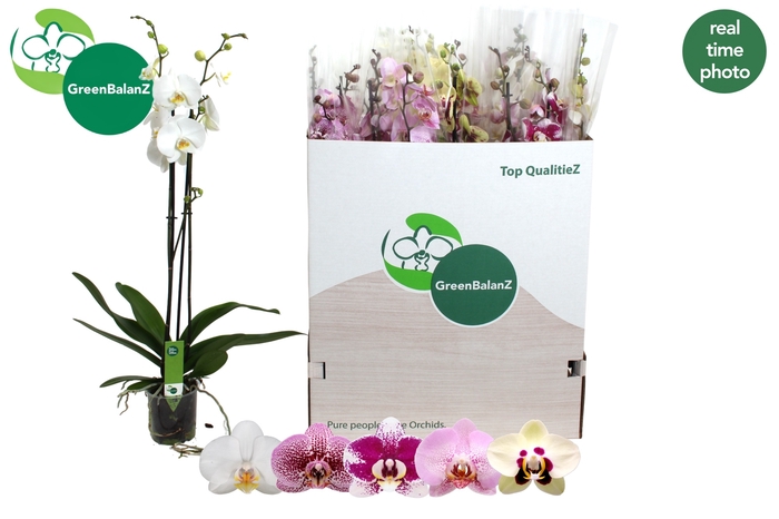 <h4>PHAL GEM 5 KL</h4>