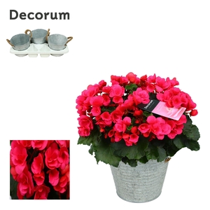 Begonia ''Betulia Pink'' Outdoor in Zink Sierpot