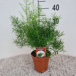 Asparagus dens. 'Sprengeri'