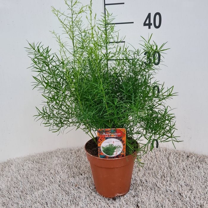 <h4>Asparagus dens. 'Sprengeri'</h4>