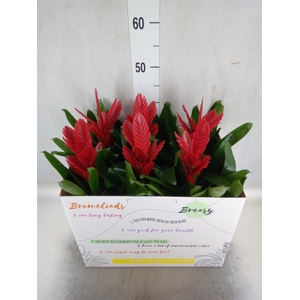 Vriesea  'Intenso Red'