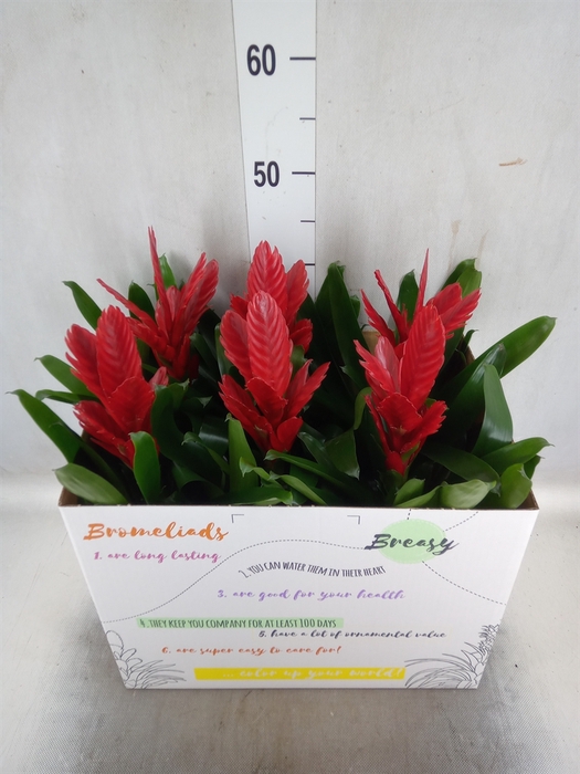 Vriesea  'Intenso Red'