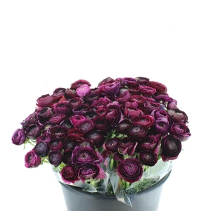 Ran El Sr Violet Extra