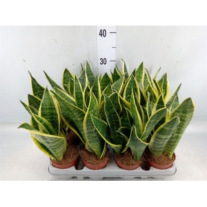 Sansevieria trifa. 'Futura Superba'