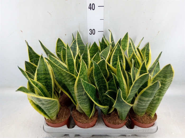 <h4>Sansevieria trifa. 'Futura Superba'</h4>