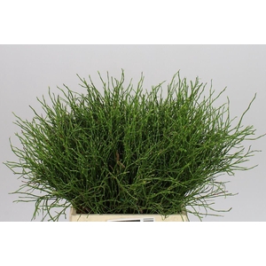 Vaccinium Huckleberry