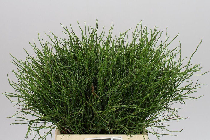 <h4>Vaccinium Huckleberry</h4>