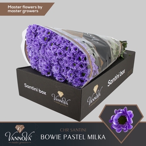 Chr S Bowie Pastel Milka