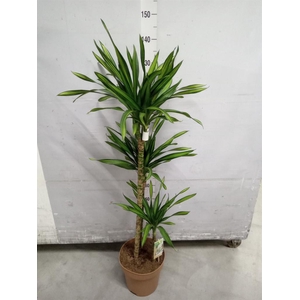 Dracaena frag. 'Riki'