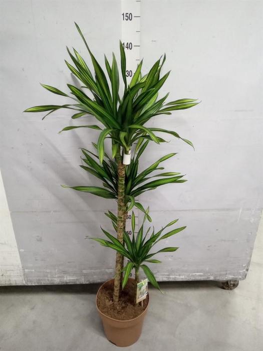 <h4>Dracaena frag. 'Riki'</h4>