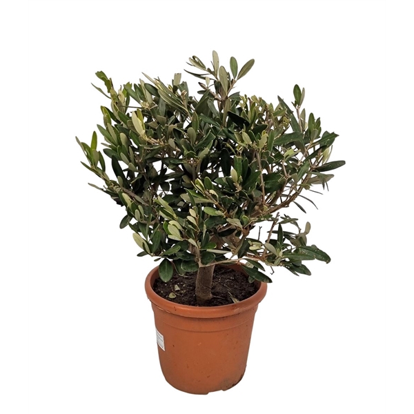 <h4>Olea Europaea Bush - 1241</h4>