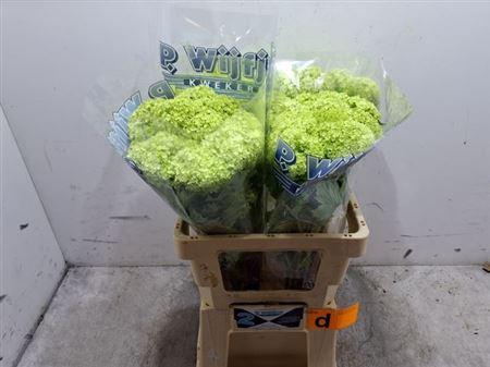 <h4>Viburnum Roseum St</h4>