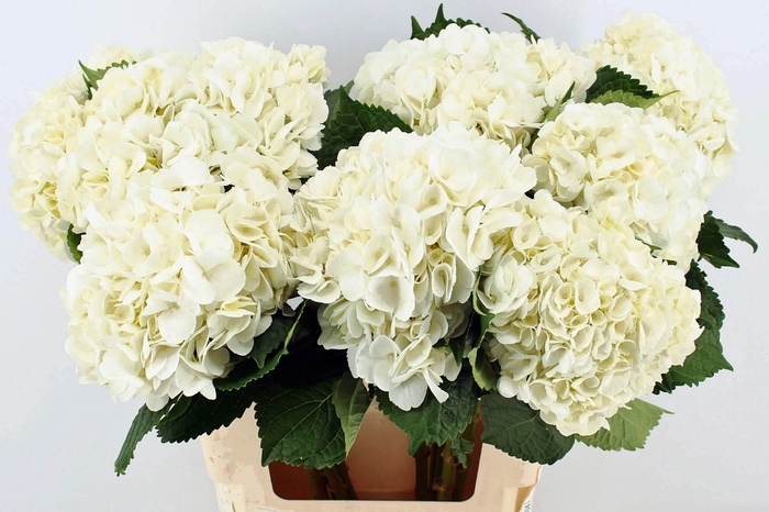 <h4>Hydrangea soeur therese</h4>