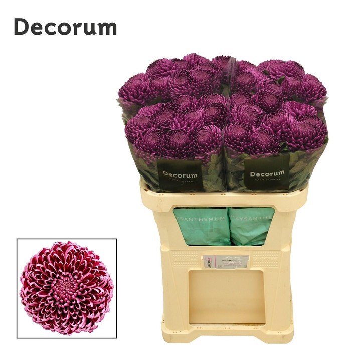 <h4>Chr G Bigoudi Purple</h4>