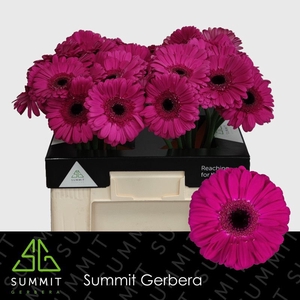 Gerbera Zico Water