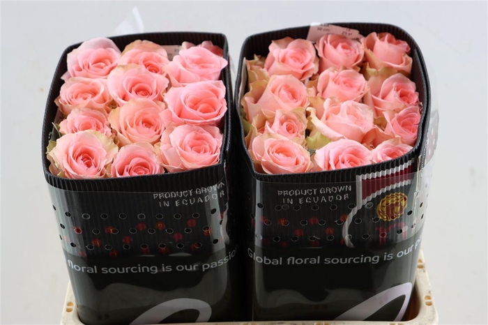 <h4>R Gr Flirty</h4>