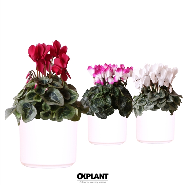 <h4>Cyclamen mix in Simplicity pot white</h4>