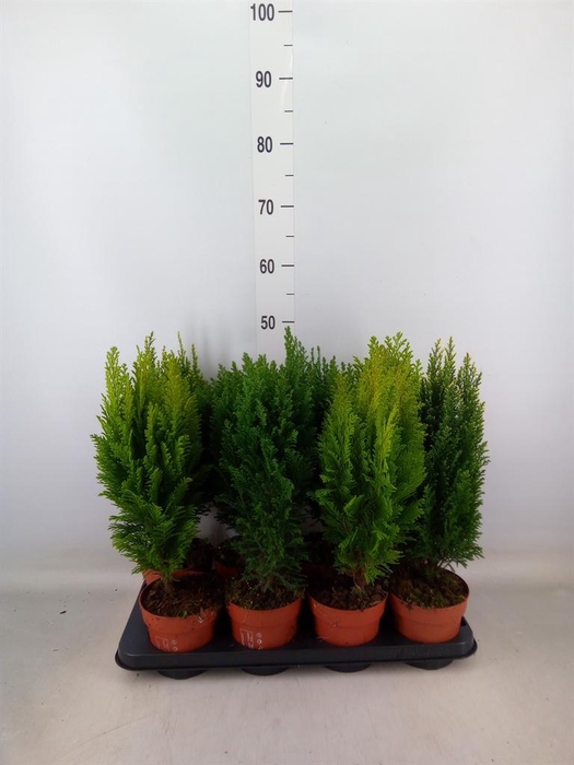 <h4>Conifers   ...mix</h4>