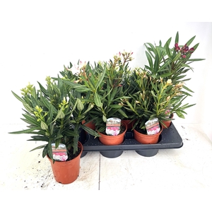 NERI OLEANDER