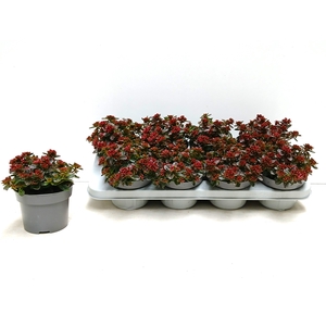 SEDUM SPU SPOT D ROS