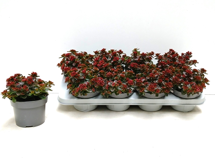 <h4>SEDUM SPU SPOT D ROS</h4>