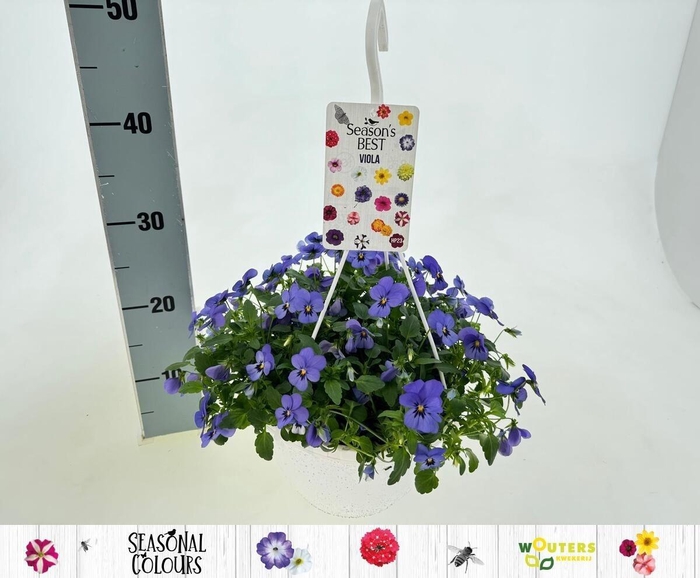 <h4>Vio Co Mixk</h4>