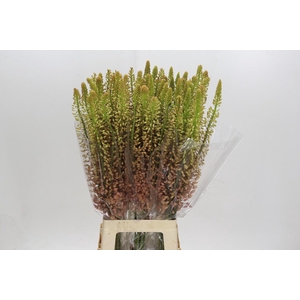 Eremurus Shelford Pink Star