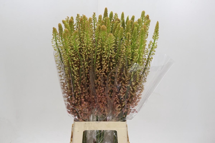 <h4>Eremurus Shelford Pink Star</h4>
