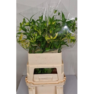 Gloriosa Sparkling Stripe