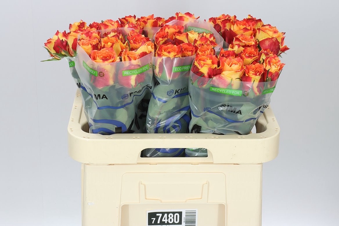 <h4>Rosa Gr Silantoi</h4>