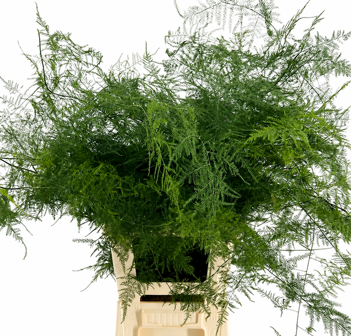 <h4>Asparagus Plumoses Spuntone</h4>