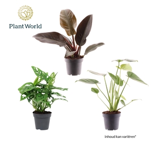 Groenmix Ibiza (diverse soorten)