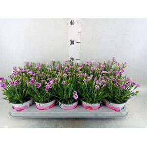 Dianthus  'Pink Kisses'