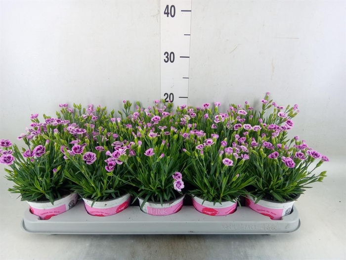 <h4>Dianthus  'Pink Kisses'</h4>