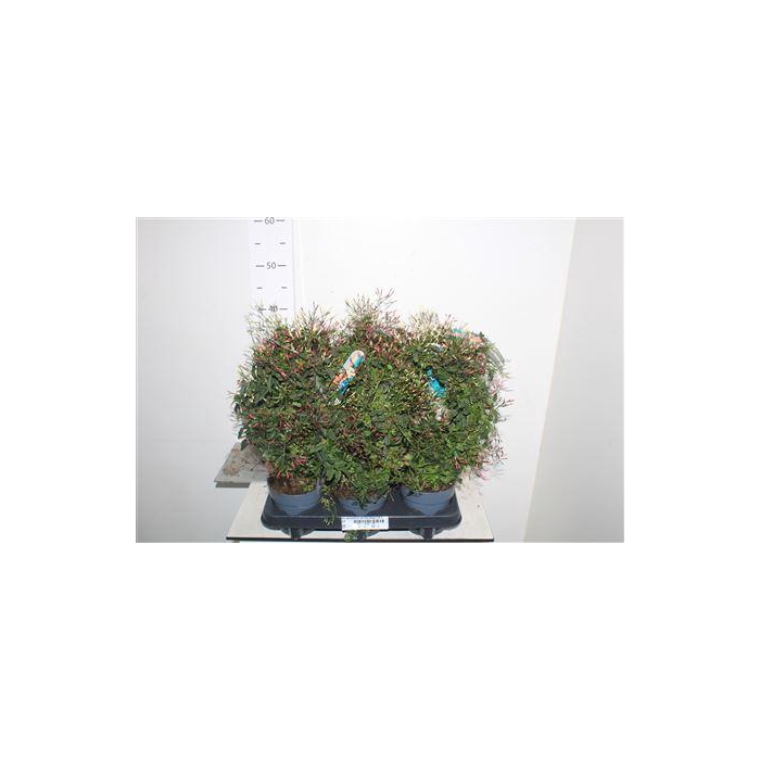 <h4>Jasm Polyanthum Wit Duo Boog 2 Kl 300+</h4>