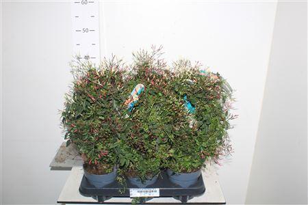 Jasm Polyanthum Wit Duo Boog 2 Kl 300+