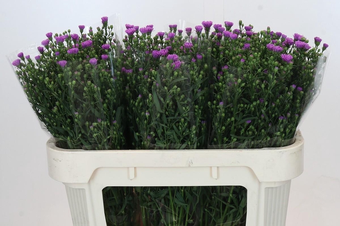 <h4>Aster Casarosa</h4>