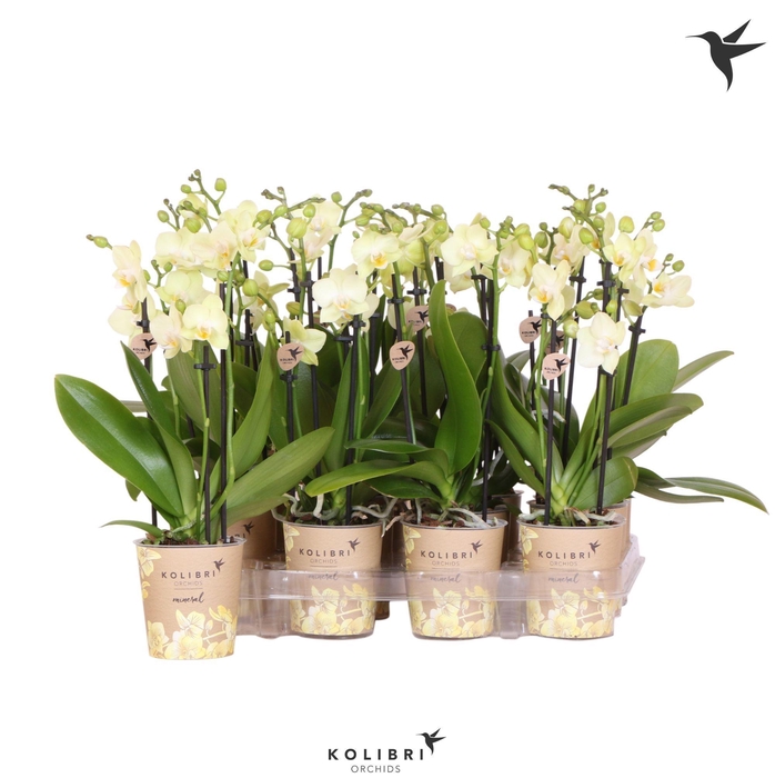 Kolibri Orchids Phalaenopsis Yellow 3 spike