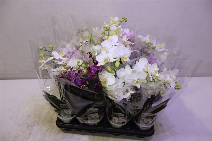 <h4>Phal Gem</h4>